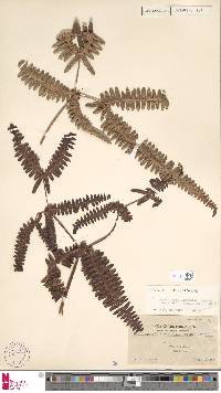 Dicranopteris linearis image