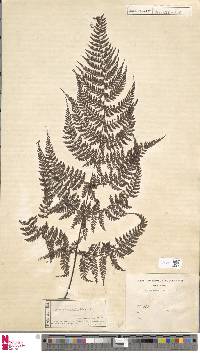 Dryopteris pseudocaenopteris image