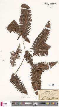 Dicranopteris linearis image