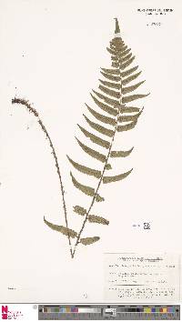 Dryopteris decipiens image