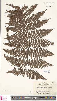 Dryopteris erythrosora image