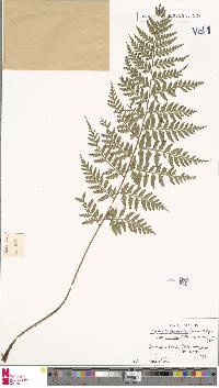 Dryopteris deparioides image