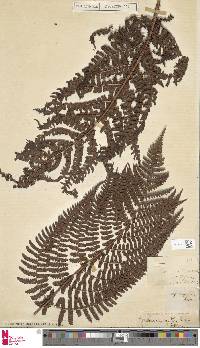 Image of Dryopteris cognata