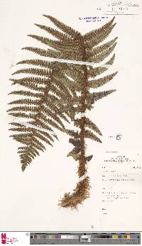 Dryopteris cambrensis image