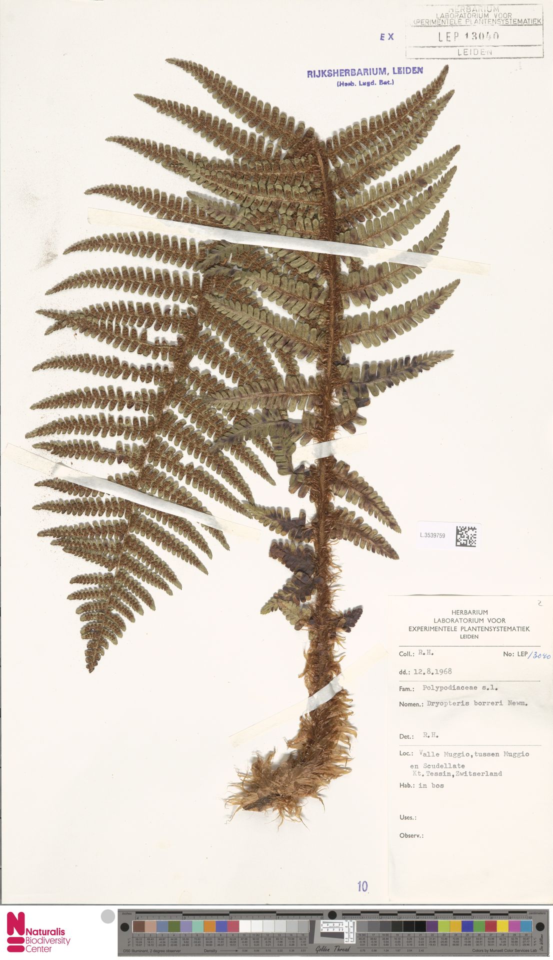 Dryopteris cambrensis subsp. insubrica image