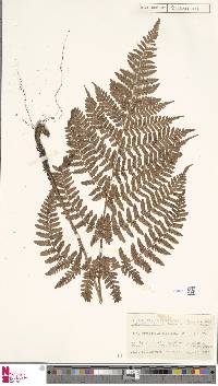 Dryopteris formosana image