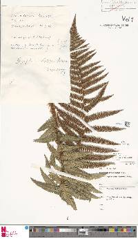 Dryopteris cambrensis subsp. insubrica image