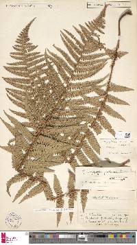 Dryopteris cambrensis image