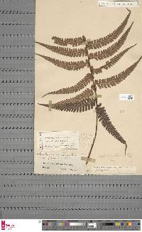 Dryopteris wallichiana subsp. wallichiana image