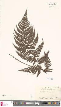 Dryopteris setosa image