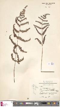 Dryopteris cochleata image