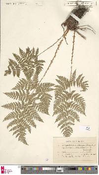 Dryopteris campyloptera image