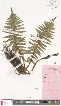 Dryopteris cambrensis subsp. insubrica image