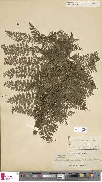 Image of Dennstaedtia samoensis