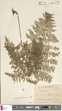 Dennstaedtia glauca image