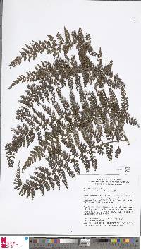 Dennstaedtia penicillifera image
