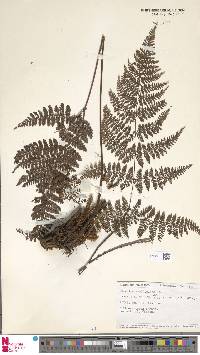 Dryopteris pseudocaenopteris image