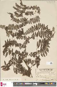 Dennstaedtia scandens image