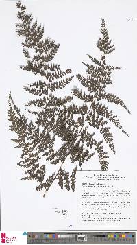 Dennstaedtia penicillifera image