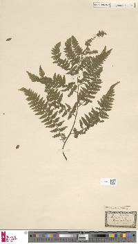 Dennstaedtia globulifera image