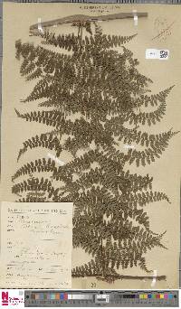 Dennstaedtia scandens image