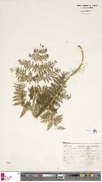 Dennstaedtia parksii image