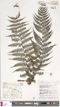 Dennstaedtia glabrata image