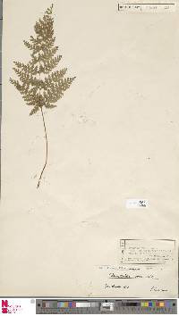 Dennstaedtia zeylanica image