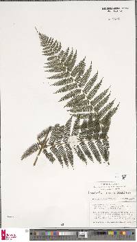 Dennstaedtia samoensis image