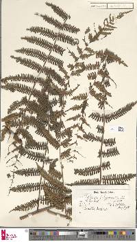 Diplazium polypodioides image