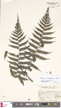 Image of Diplazium pseudocyatheifolium