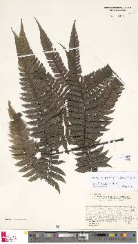 Diplazium pseudocyatheifolium image