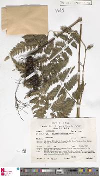 Diplazium leptophyllum image