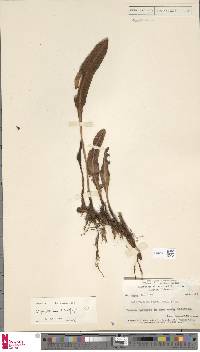 Elaphoglossum sclerophyllum image
