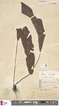 Elaphoglossum luzonicum image