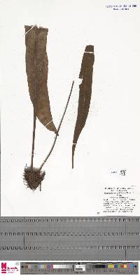 Elaphoglossum callifolium image