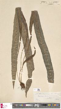 Image of Elaphoglossum herminieri