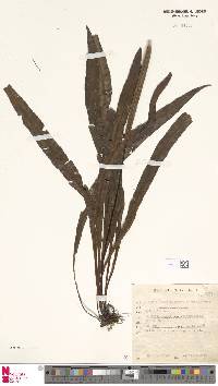 Elaphoglossum nigrescens image