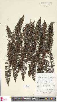 Diplopterygium angustilobum image