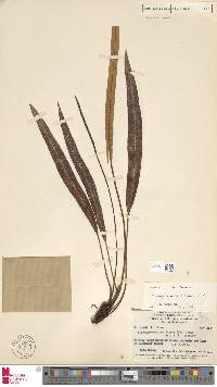 Elaphoglossum heterolepium image