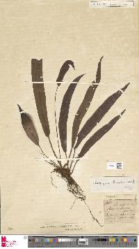 Image of Elaphoglossum eximium