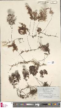 Hymenophyllum inaequale image