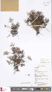 Hymenophyllum acanthoides image