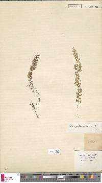 Hymenophyllum axillare image