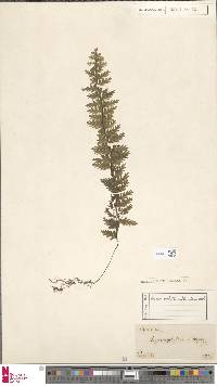 Hymenophyllum ciliatum image