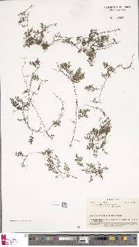 Hymenophyllum holochilum image