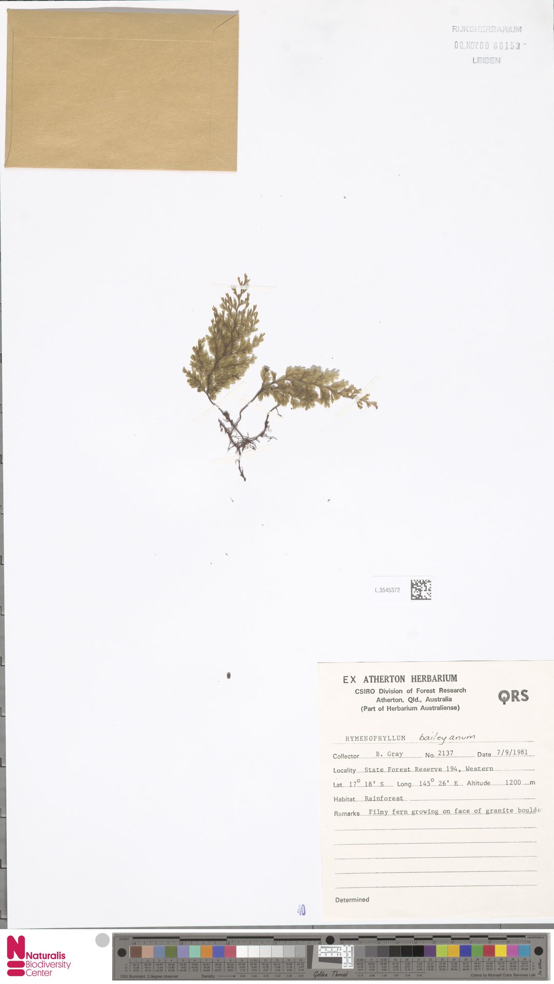 Hymenophyllum baileyanum image