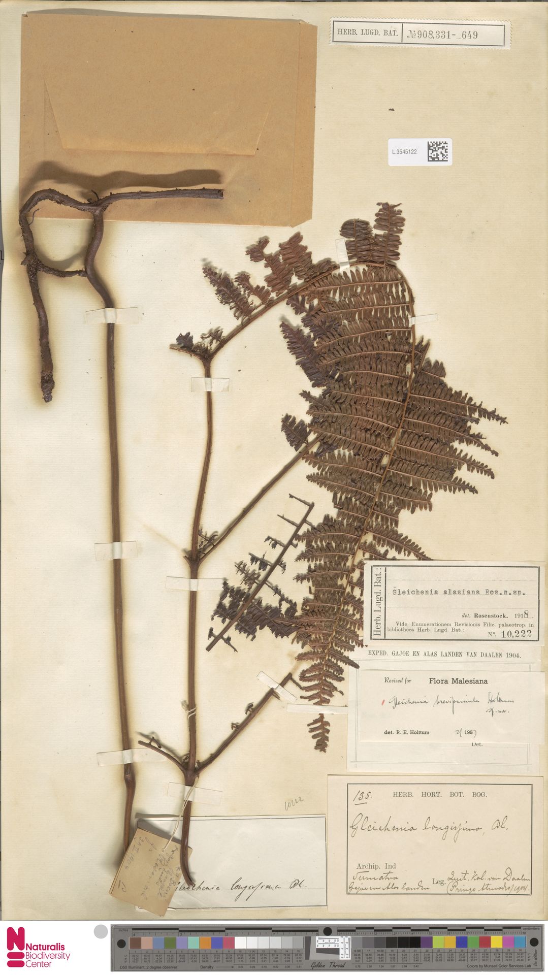 Diplopterygium brevipinnulum image