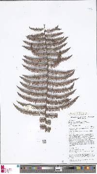 Diplopterygium clemensiae image