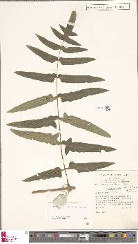 Histiopteris herbacea image